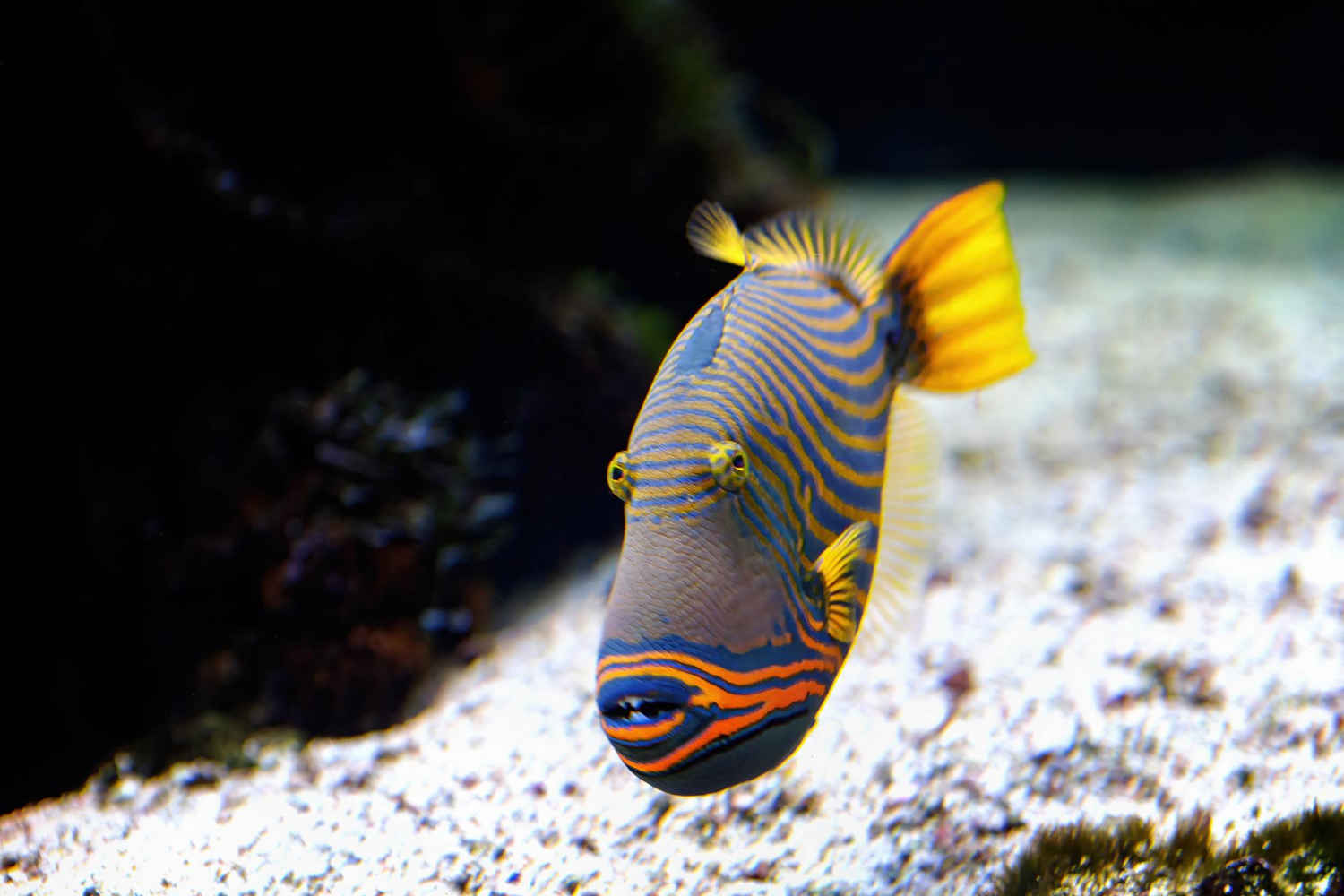 What is the best way to clean aquarium decorations?